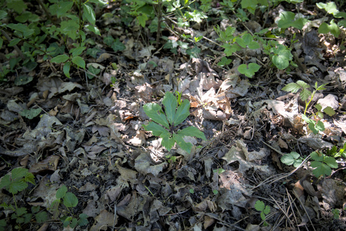 Black hellebore (Helleborus niger)