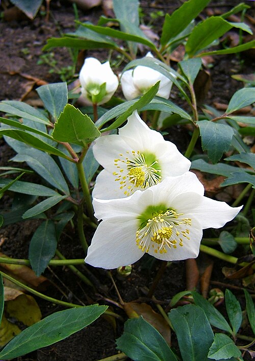 Black hellebore: Christmas rose, Black hellebore