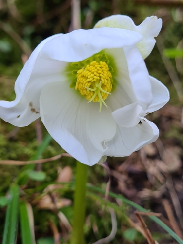 Black hellebore (Helleborus niger)