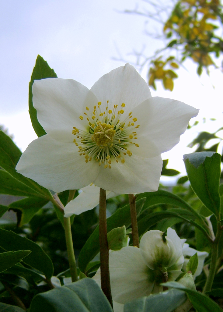 Black hellebore: Christmas rose, Black hellebore