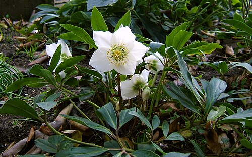Black hellebore: Christmas rose, Black hellebore