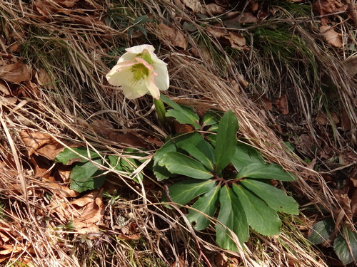 Black hellebore (Helleborus niger)