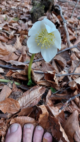 Black hellebore (Helleborus niger)