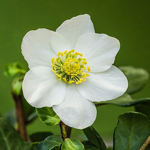 Black hellebore: Flower of a Helleborus niger Christmas rose Focus stack of 50 photos.