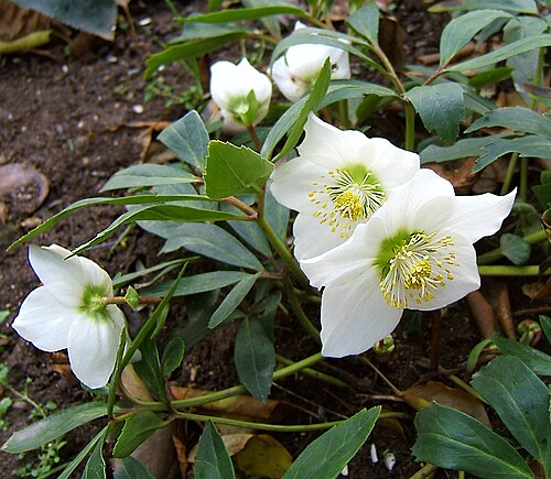 Black hellebore: Christmas rose, Black hellebore