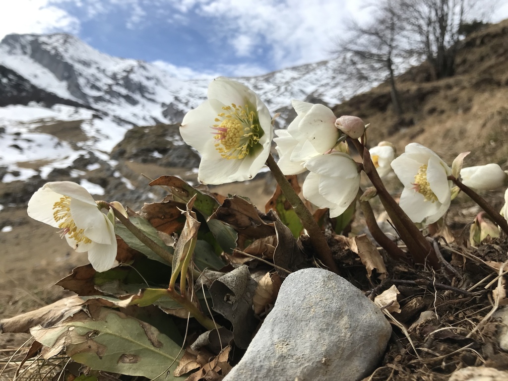 Black hellebore (Helleborus niger)
