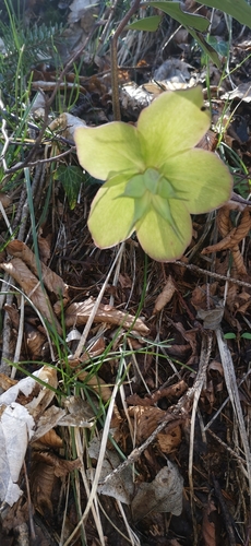 Black hellebore (Helleborus niger)