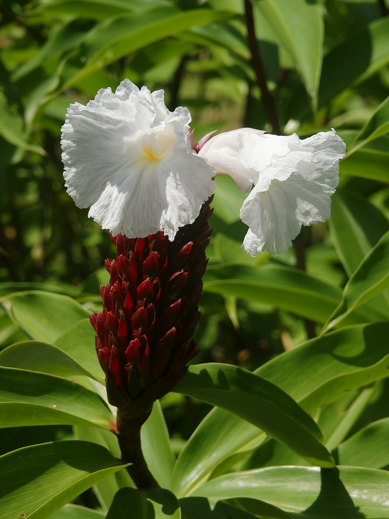 Canereed: Crape ginger at Tortuguero, Costa Rica