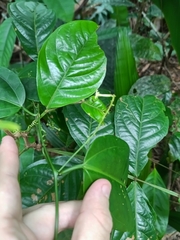 Helmontia leptantha (Helmontia leptantha)