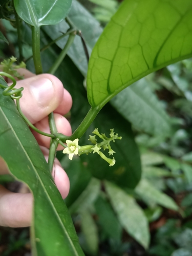 Helmontia leptantha (Helmontia leptantha)