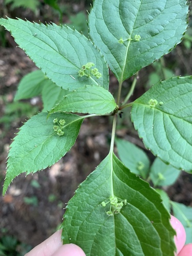 Helwingia japonica (Helwingia japonica)