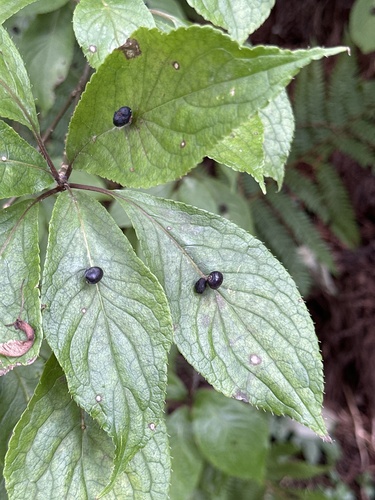 Helwingia japonica (Helwingia japonica)