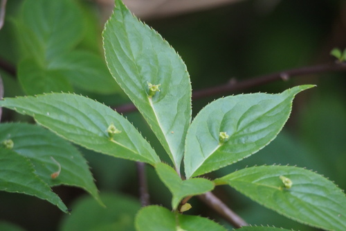 Helwingia japonica (Helwingia japonica)