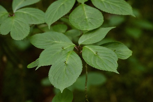 Helwingia japonica (Helwingia japonica)
