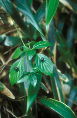 Helwingia japonica (Helwingia japonica)