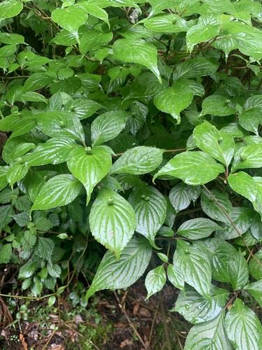 Helwingia japonica (Helwingia japonica)