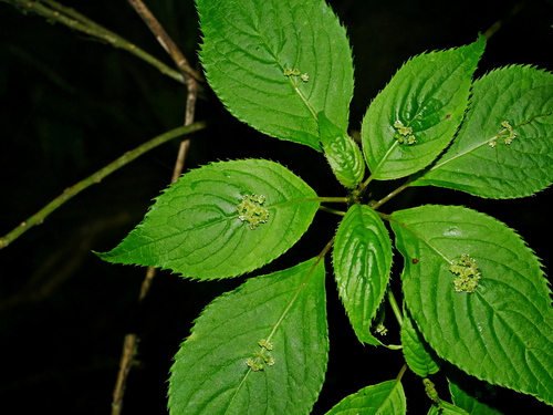 Helwingia japonica (Helwingia japonica)