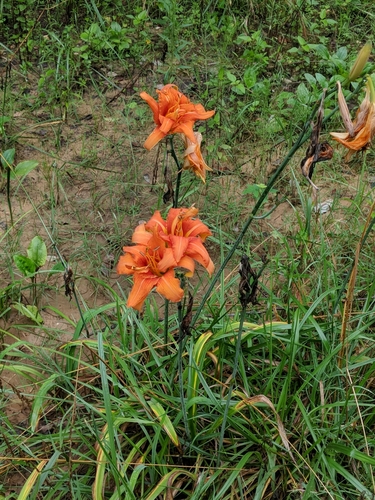 Orange daylily (Hemerocallis fulva)