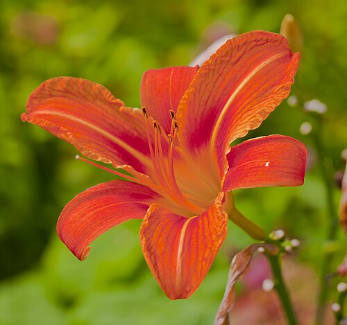 Orange daylily: Orange Daylily (Hemerocallis fulva), center of Tallinn, Estonia