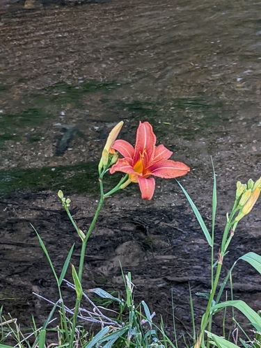 Orange daylily (Hemerocallis fulva)