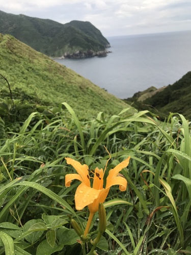 Orange daylily (Hemerocallis fulva)