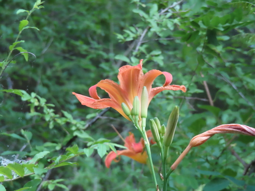 Orange daylily (Hemerocallis fulva)
