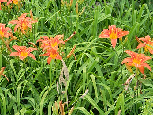Orange daylily: Daylily, Hemerocallis fulva