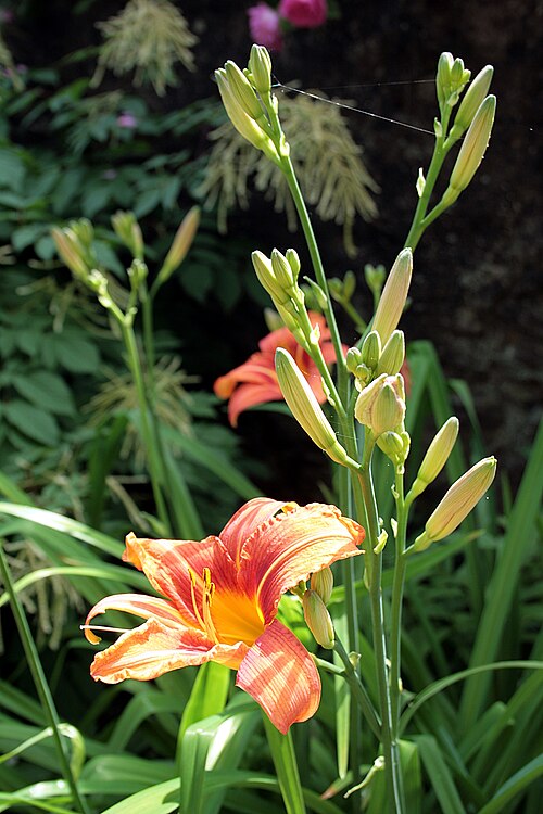Orange daylily: Hemerocallis