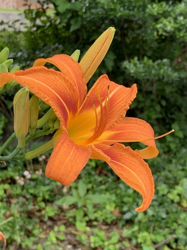 Orange daylily