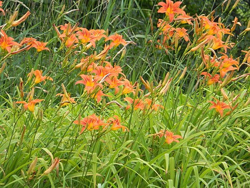 Orange daylily: Daylily, Hemerocallis fulva