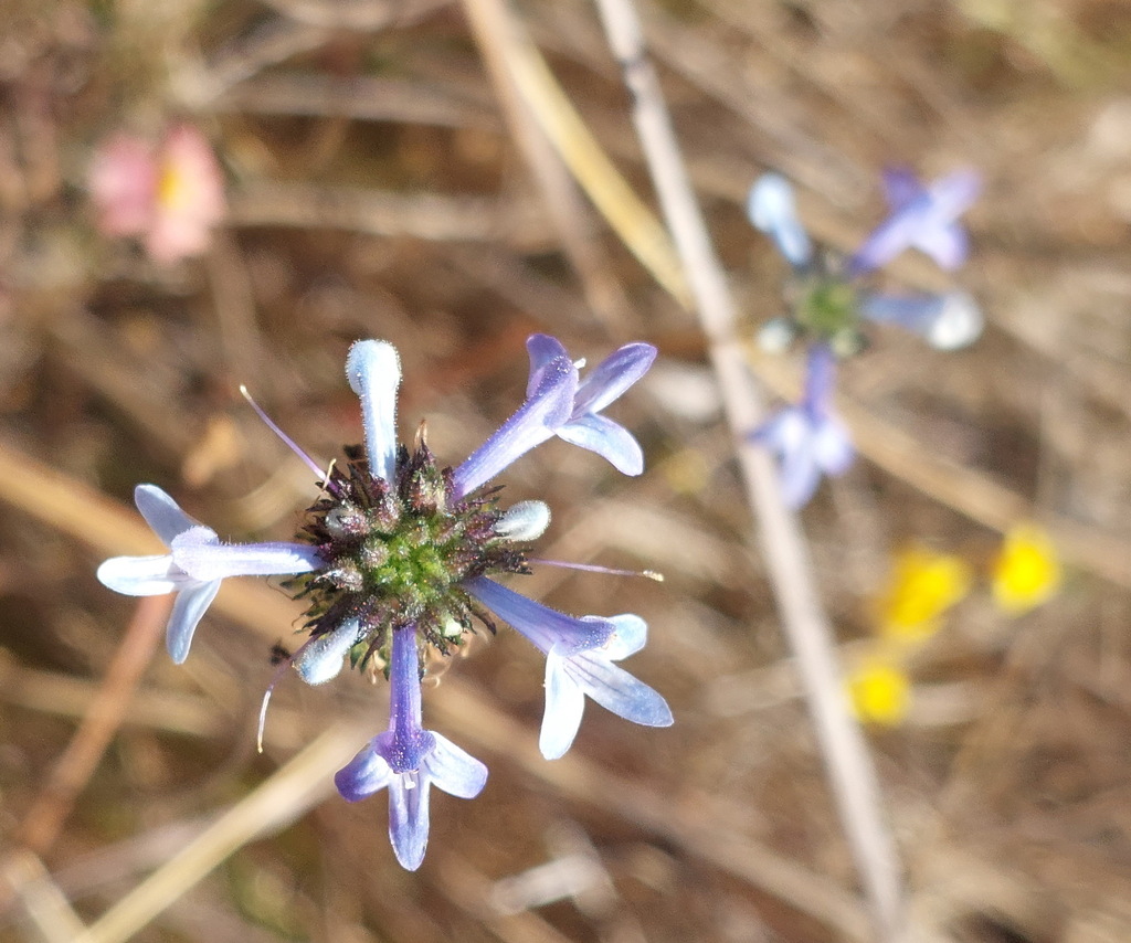 Hemiarrhena plantaginea (Hemiarrhena plantaginea)