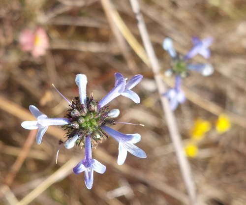 Hemiarrhena plantaginea (Hemiarrhena plantaginea)