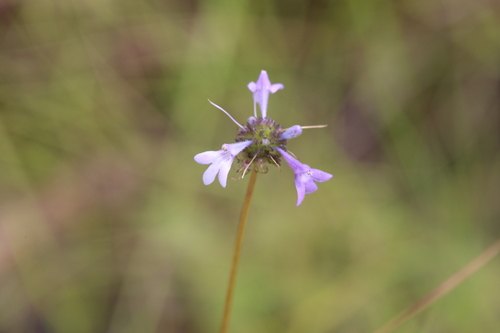 Hemiarrhena plantaginea (Hemiarrhena plantaginea)