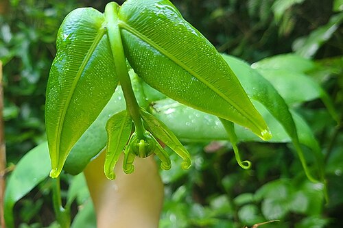 Halfnetfern: Hemidictyum marginatum in Arenas, Utuado, Puerto Rico
