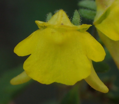 Hemimeris gracilis (Hemimeris gracilis)