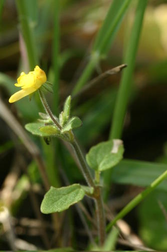 Hemimeris gracilis (Hemimeris gracilis)
