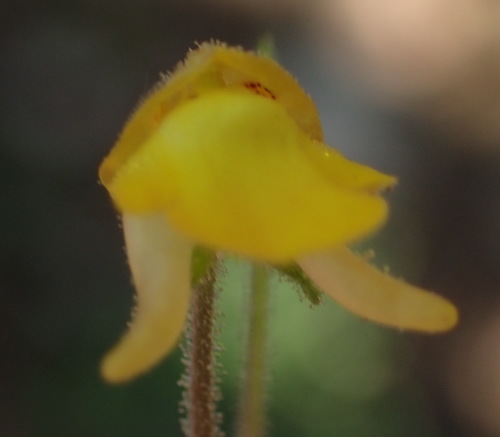 Hemimeris gracilis (Hemimeris gracilis)