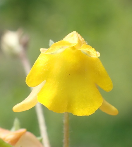 Hemimeris gracilis (Hemimeris gracilis)