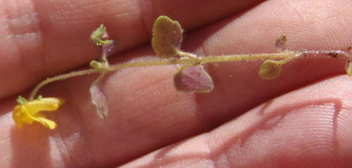 Hemimeris gracilis (Hemimeris gracilis)