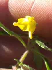 Hemimeris gracilis (Hemimeris gracilis)