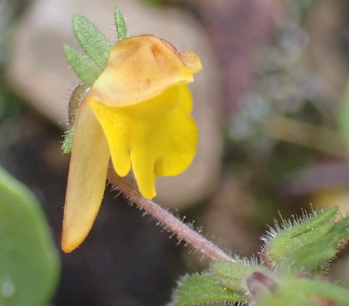 Hemimeris gracilis (Hemimeris gracilis)