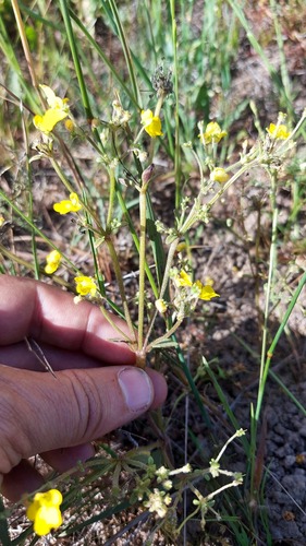Hemimeris racemosa (Hemimeris racemosa)