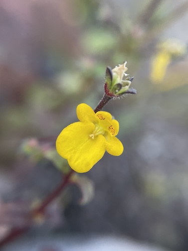 Hemimeris racemosa (Hemimeris racemosa)