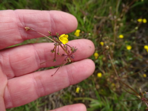 Hemimeris racemosa (Hemimeris racemosa)
