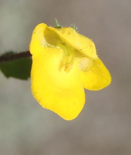 Hemimeris racemosa (Hemimeris racemosa)