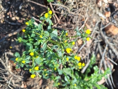 Hemimeris racemosa (Hemimeris racemosa)