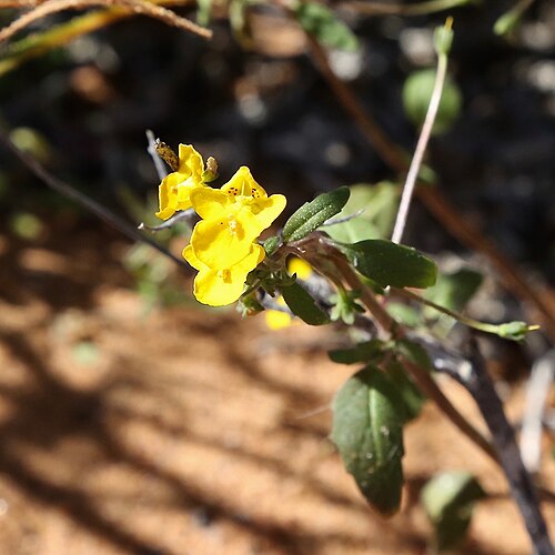 Hemimeris racemosa: Riethuis-Wallekraal quartz fields in Namaqua National Park, Northern Cape, South Africa