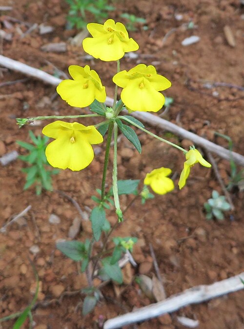 Hemimeris racemosa: Monkey Yellowface