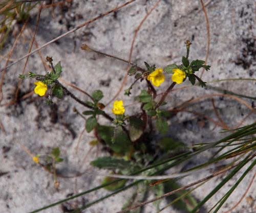 Hemimeris racemosa (Hemimeris racemosa)