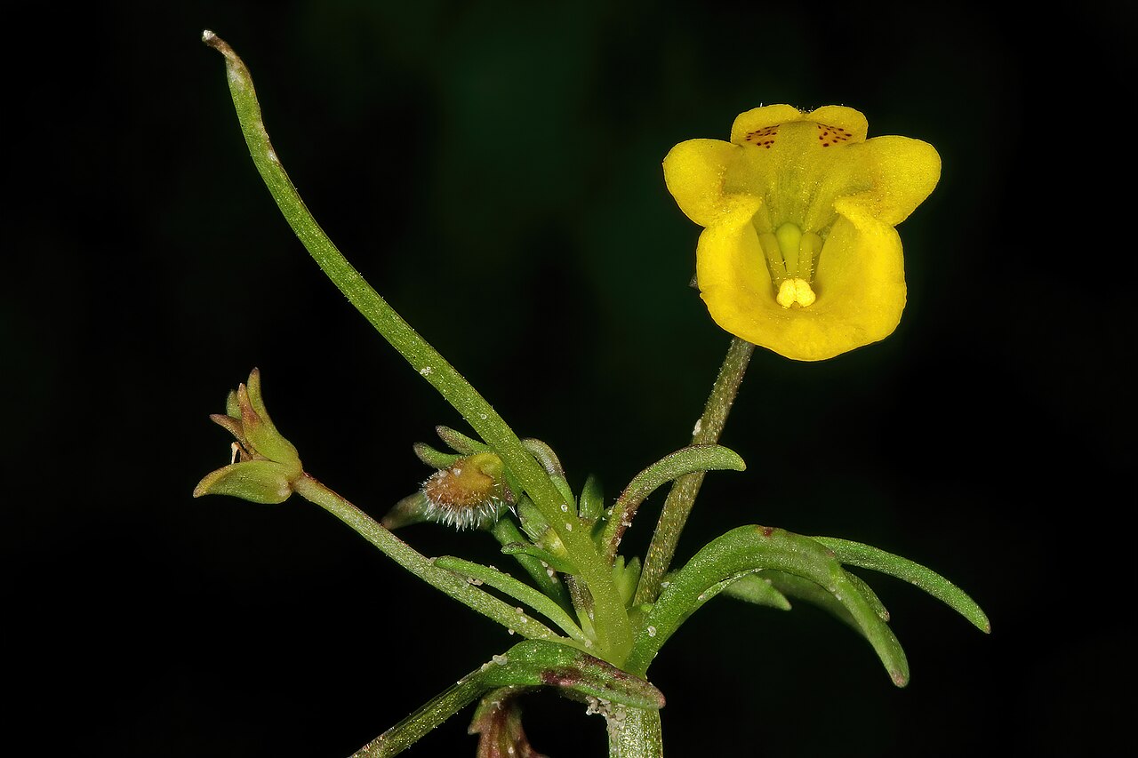 Hemimeris sabulosa: Hemimeris sabulosa , flower; Koeberg Nature Reserve, West Coast, Western Cape, South Africa